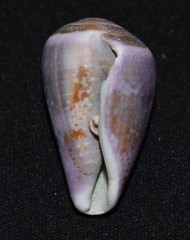 Conus purpurascens