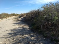 Streptanthus longirostris