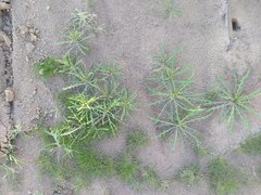 Streptanthus longirostris