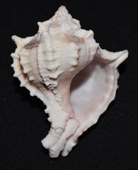 Phyllonotus erythrostomus