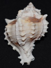 Phyllonotus erythrostomus