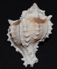 Phyllonotus erythrostomus