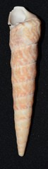 Turritella gonostoma