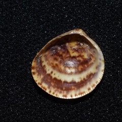 Laevicardium substriatum