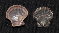 Argopecten ventricosus