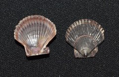 Argopecten ventricosus