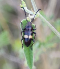 Lissonotus flavocinctus