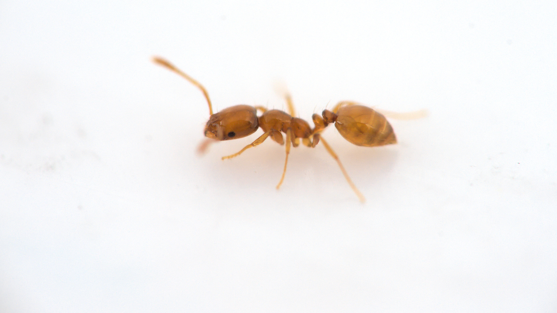 Monomorium arnoldi