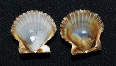 Argopecten ventricosus