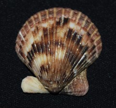 Argopecten ventricosus