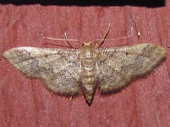 Idaea furciferata