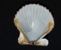 Argopecten ventricosus
