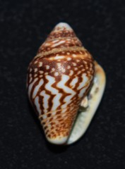 Columbella strombiformis