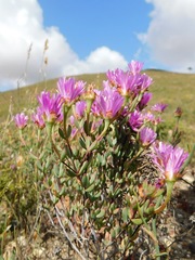 Lampranthus falcatus