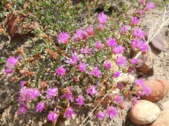 Lampranthus falcatus