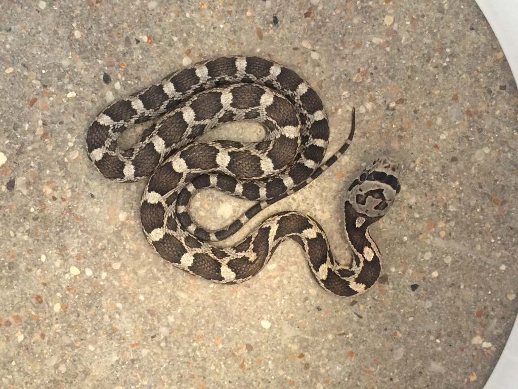 Western Ratsnake from Hurst Creek Arm, Austin, TX, US on October 5 ...