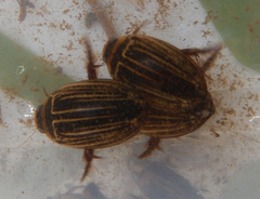 Hydaticus flavolineatus