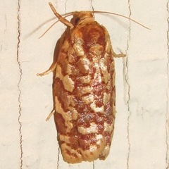 Choristoneura houstonana