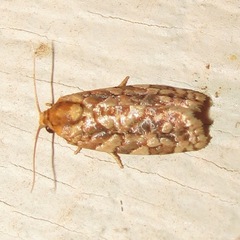Choristoneura houstonana