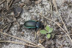 Carabus marginalis