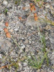 Tritoniopsis parviflora