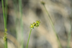 Carex echinata