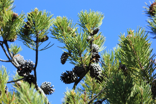 Pinus contorta