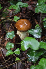 Leccinellum lepidum