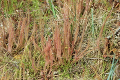 Drosera filiformis