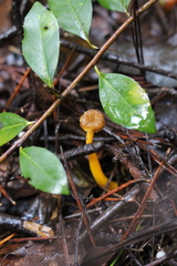 Craterellus lutescens