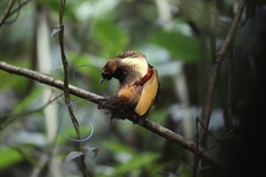 Cicinnurus magnificus