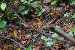 Craterellus lutescens