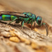 Chrysis iris - Photo no rights reserved, uploaded by Philipp Hoenle