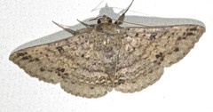 Ericeia sobria