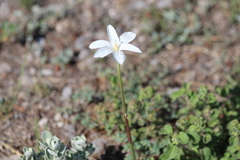 Zephyranthes longituba