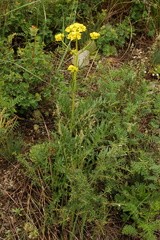 Patrinia intermedia