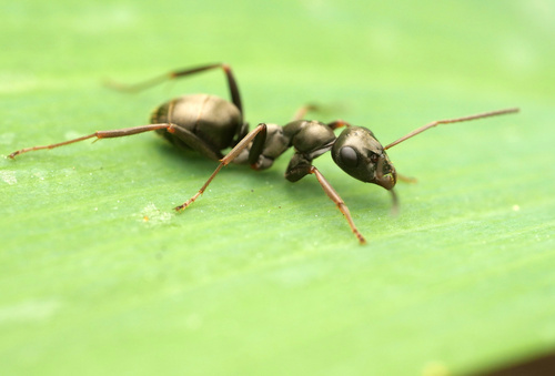 Dusky Ant photo 6