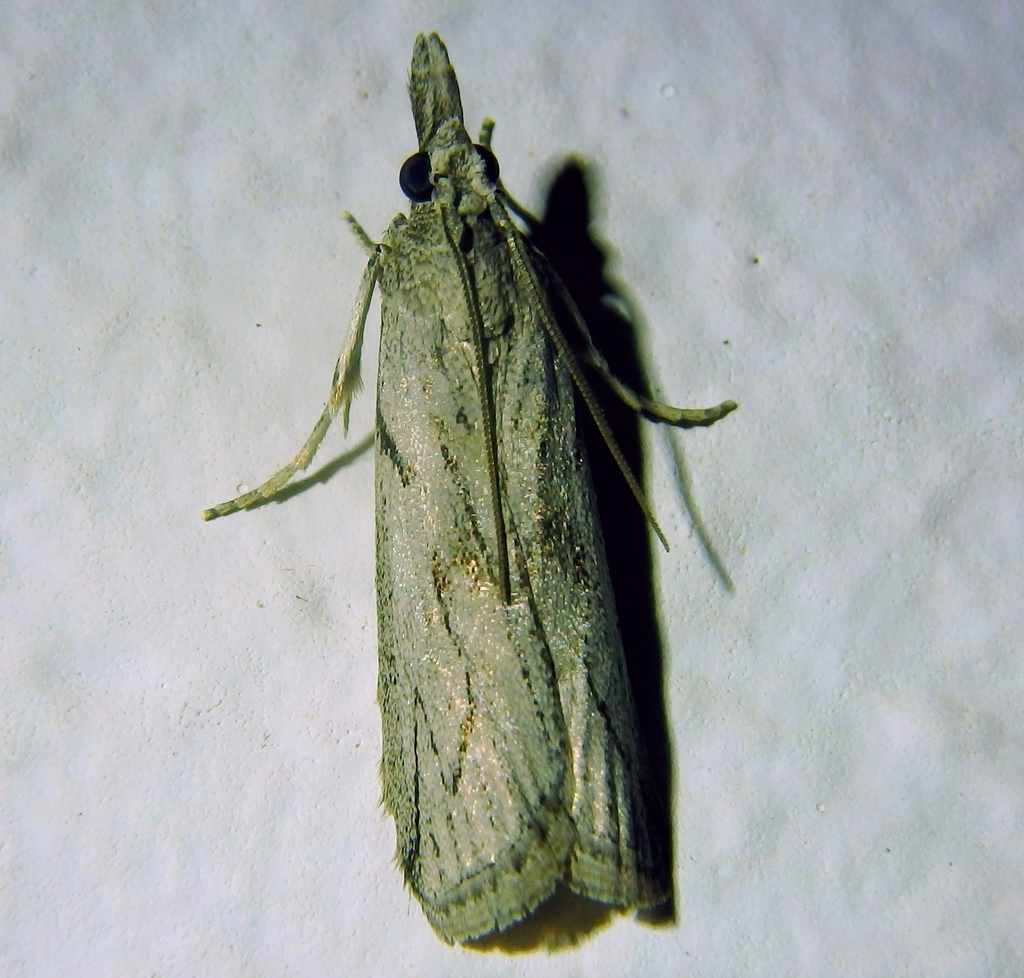 Dioryctria robiniella