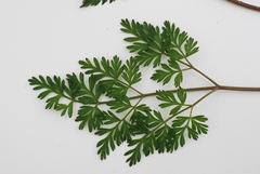 Conioselinum gmelinii