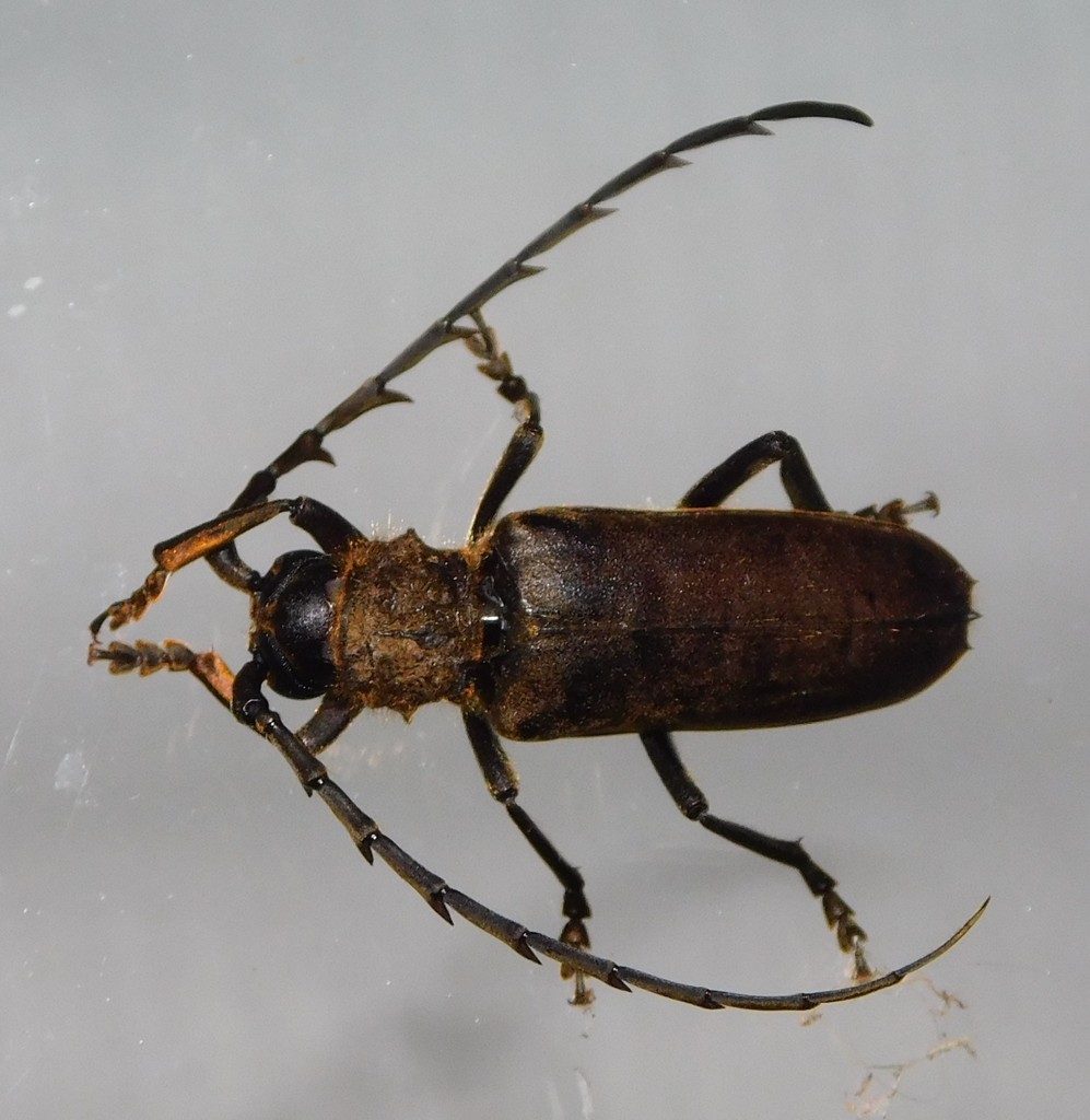Prosphilus serraticornis