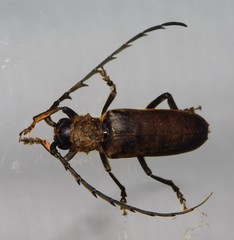 Prosphilus serraticornis