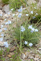 Eritrichium pectinatum