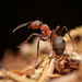 Hormiga Roja de la Madera del Sur - Photo no hay derechos reservados, subido por Philipp Hoenle