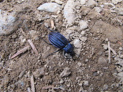 Carabus exaratus