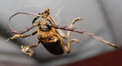 Prosphilus serraticornis