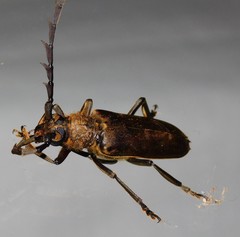 Prosphilus serraticornis