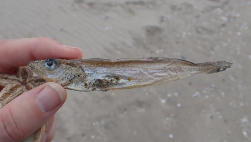 Whiting, 3199 Maasvlakte Rotterdam, Nederland, photo 10 of 10