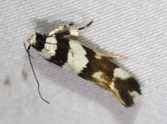 Macrobathra euryleuca