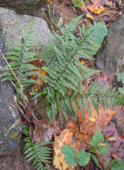 Polystichum luctuosum