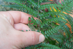 Polystichum luctuosum
